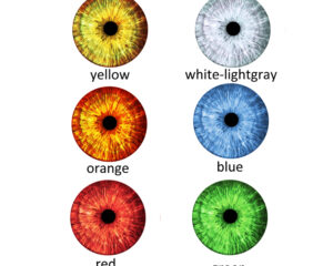 Eyes